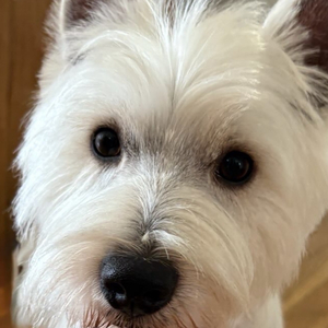 Fundraising Page: Carla Armstrong